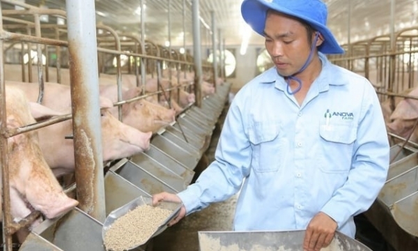 Small-scale livestock farming accounts for 47%: Obstacle to export